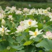 ヒメ日記 2026/06/30 04:22 投稿 あかね 梅田アバンチュール