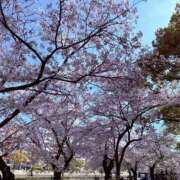 ヒメ日記 2026/04/06 07:50 投稿 みゆき 小田原人妻城