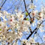 ヒメ日記 2026/03/31 19:50 投稿 佐藤 あすか 渋谷エオス