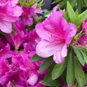 佐藤 あすか おはようございます😊 渋谷エオス