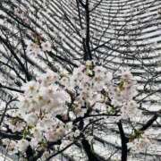 ヒメ日記 2026/03/27 15:10 投稿 佐藤えま セクシーキャット 神田店