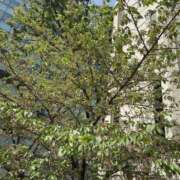 神田みか こないだ🌸 渋谷エオス