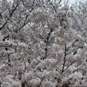 ヒメ日記 2026/04/13 12:18 投稿 穂乃【新人】 Minx（ミンクス）