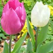 ヒメ日記 2026/04/15 18:01 投稿 ようこ 熟女ばかり