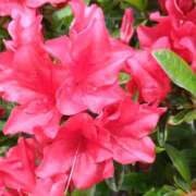 ヒメ日記 2026/04/18 18:00 投稿 ようこ 熟女ばかり