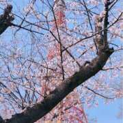 ヒメ日記 2026/03/30 09:10 投稿 ひより あとりえ(ATELIER)