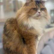 ヒメ日記 2026/04/03 00:56 投稿 【新人】るか 神奈川小田原ちゃんこ