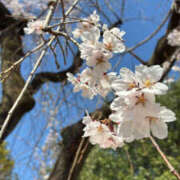 ヒメ日記 2026/04/07 23:41 投稿 よつば 春日部人妻花壇