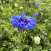 ヒメ日記 2026/04/13 22:22 投稿 よつば 春日部人妻花壇