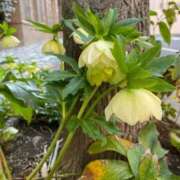 ヒメ日記 2026/03/30 23:25 投稿 麻美 出会い系人妻ネットワーク 新宿〜池袋編