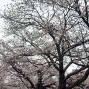 ヒメ日記 2026/04/06 08:07 投稿 一ノ瀬桃花(ももか) 東京不倫 渋谷店