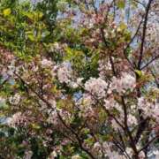 ヒメ日記 2026/04/15 09:17 投稿 一ノ瀬桃花(ももか) 東京不倫 渋谷店