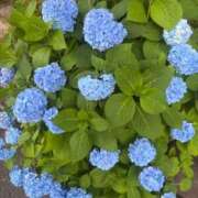 ヒメ日記 2026/06/14 11:27 投稿 一ノ瀬桃花(ももか) 東京不倫 渋谷店