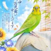 ヒメ日記 2026/07/16 09:58 投稿 椎葉香里 五十路マダムエクスプレス神戸店(カサブランカグループ)