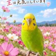 ヒメ日記 2026/09/12 08:30 投稿 椎葉香里 五十路マダムエクスプレス神戸店(カサブランカグループ)