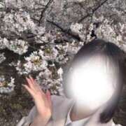 ヒメ日記 2026/04/04 03:43 投稿 花見まいか HYPER TOKYO