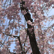 ヒメ日記 2026/04/09 14:35 投稿 せりな 奥鉄オクテツ神奈川店（デリヘル市場グループ）