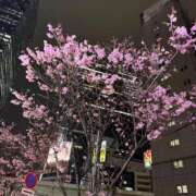 ヒメ日記 2026/03/31 00:12 投稿 ここ 奥様はエンジェル　八王子店