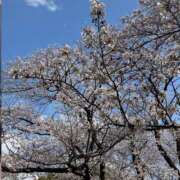 ヒメ日記 2026/04/02 01:21 投稿 ここ 奥様はエンジェル　八王子店