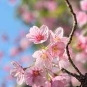 ヒメ日記 2026/03/26 00:10 投稿 ほのか 所沢東村山ちゃんこ