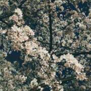 ヒメ日記 2026/03/27 08:43 投稿 ほのか 所沢東村山ちゃんこ