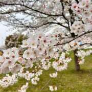 ヒメ日記 2026/03/30 07:05 投稿 ほのか 所沢東村山ちゃんこ