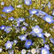 ヒメ日記 2026/04/29 01:34 投稿 ほのか 所沢東村山ちゃんこ