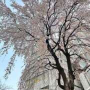 ヒメ日記 2026/03/30 23:44 投稿 ほのか 西東京市小平ちゃんこ