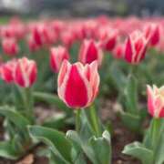 ヒメ日記 2026/04/09 00:07 投稿 ほのか 西東京市小平ちゃんこ