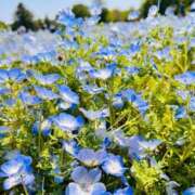 ほのか ごめんなさい🙏 西東京市小平ちゃんこ