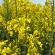 ヒメ日記 2026/04/22 21:30 投稿 ほのか 西東京市小平ちゃんこ