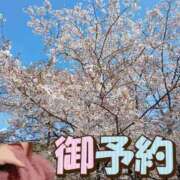 ヒメ日記 2026/04/03 11:19 投稿 さおり 鹿児島ちゃんこ霧島店