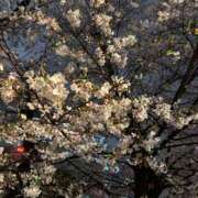 ヒメ日記 2026/04/01 13:08 投稿 早乙女かりん クラブブレンダ東京池袋店