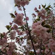 ヒメ日記 2026/04/12 20:37 投稿 千歳れおな 麗しいマダム