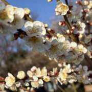 ヒメ日記 2026/03/20 19:11 投稿 りこ 熟女の風俗最終章 宇都宮店