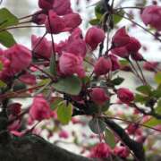 ヒメ日記 2026/03/30 07:41 投稿 りこ 熟女の風俗最終章 宇都宮店