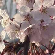 ヒメ日記 2026/03/30 21:11 投稿 りこ 熟女の風俗最終章 宇都宮店