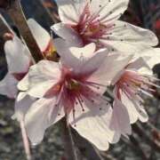 ヒメ日記 2026/03/31 07:21 投稿 りこ 熟女の風俗最終章 宇都宮店