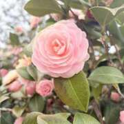 ヒメ日記 2026/03/31 20:31 投稿 りこ 熟女の風俗最終章 宇都宮店