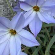 ヒメ日記 2026/04/01 07:43 投稿 りこ 熟女の風俗最終章 宇都宮店