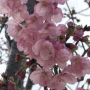 ヒメ日記 2026/04/01 10:22 投稿 りこ 熟女の風俗最終章 宇都宮店