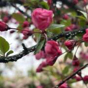 ヒメ日記 2026/04/02 09:36 投稿 りこ 熟女の風俗最終章 宇都宮店