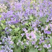 ヒメ日記 2026/04/03 14:31 投稿 りこ 熟女の風俗最終章 宇都宮店