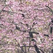 ヒメ日記 2026/04/03 20:06 投稿 りこ 熟女の風俗最終章 宇都宮店