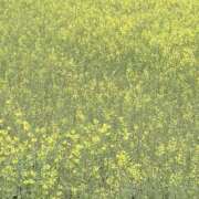 ヒメ日記 2026/04/03 20:28 投稿 りこ 熟女の風俗最終章 宇都宮店