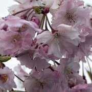 ヒメ日記 2026/04/04 08:03 投稿 りこ 熟女の風俗最終章 宇都宮店