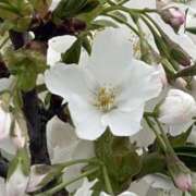 ヒメ日記 2026/04/04 08:51 投稿 りこ 熟女の風俗最終章 宇都宮店