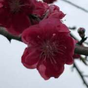 ヒメ日記 2026/04/04 14:11 投稿 りこ 熟女の風俗最終章 宇都宮店