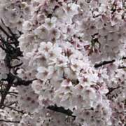 ヒメ日記 2026/04/05 07:42 投稿 りこ 熟女の風俗最終章 宇都宮店