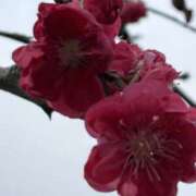 ヒメ日記 2026/04/06 08:21 投稿 りこ 熟女の風俗最終章 宇都宮店